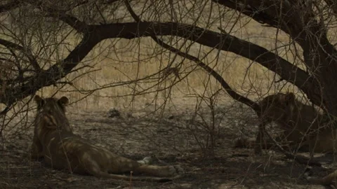 Wild Lions in Botswana Stock Footage 271721683