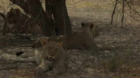 Wild Lions in Botswana Stock Footage 271721752