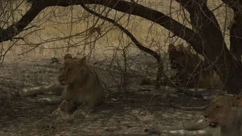 Wild Lions in Botswana Stock Footage 271721847