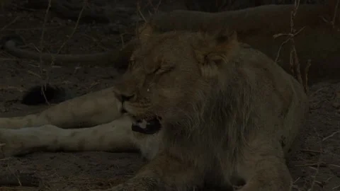 Wild Lions in Botswana Stock Footage 271722243