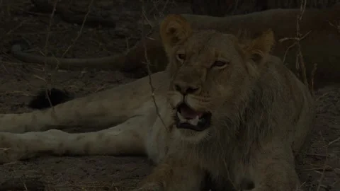 Wild Lions in Botswana Stock Footage 271722531