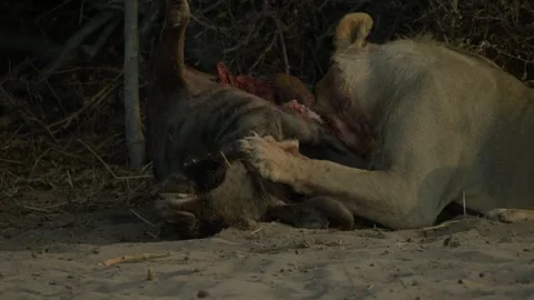 Wild Lions in Botswana Stock-Footage 271722572