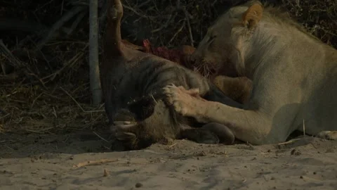 Wild Lions in Botswana Stock Footage 271722755