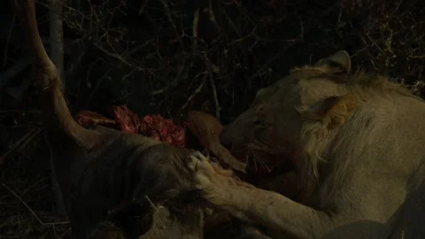 Wild Lions in Botswana Stock Footage 271722882