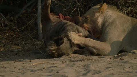 Wild Lions in Botswana Stock Footage 271723210