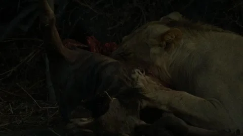 Wild Lions in Botswana Stock-Footage 271723487