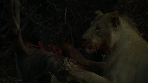Wild Lions in Botswana Stock Footage 271723582