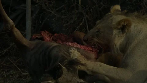 Wild Lions in Botswana Stock-Footage 271723842