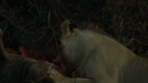 Wild Lions in Botswana Stock Footage 271724569