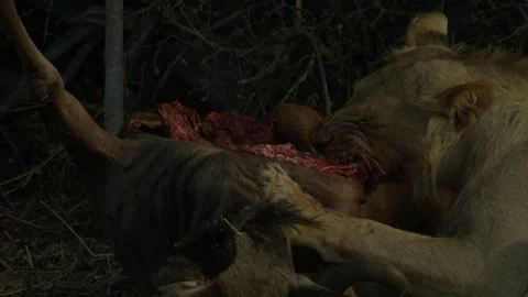 Wild Lions in Botswana Stock Footage 271724858