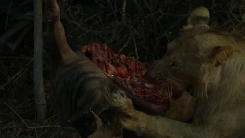 Wild Lions in Botswana Stock Footage 271724868