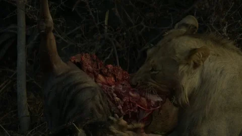 Wild Lions in Botswana 库存影片 271725074