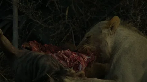Wild Lions in Botswana Stock-Footage 271725236