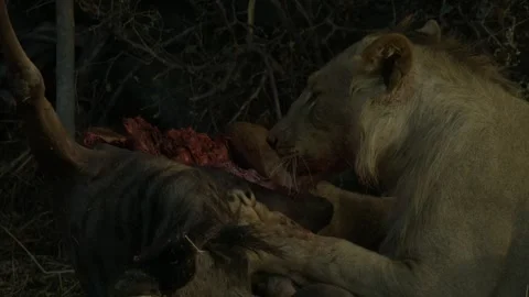 Wild Lions in Botswana Stock-Footage 271725456