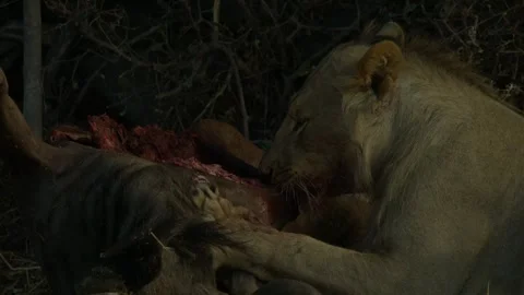 Wild Lions in Botswana Stock Footage 271725543