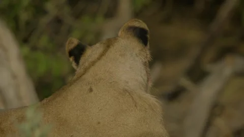 Wild Lions in Botswana Stock-Footage 271725754