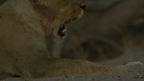 Wild Lions in Botswana Stock Footage 271725848