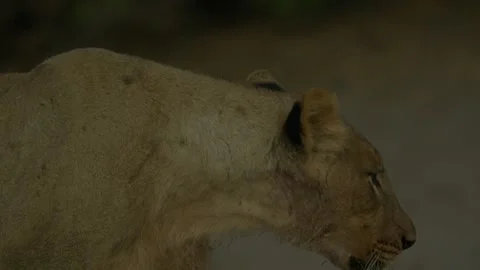 Wild Lions in Botswana Stock Footage 271726109