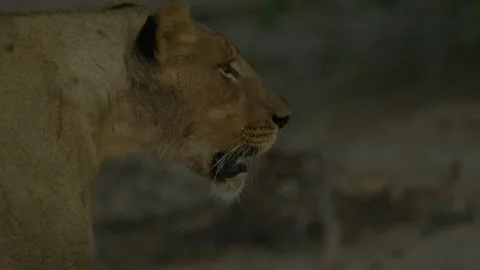 Wild Lions in Botswana Video stock 271726476