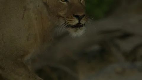 Wild Lions in Botswana Stock Footage 271726743