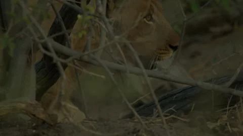 Wild Lions in Botswana Stock Footage 271727053