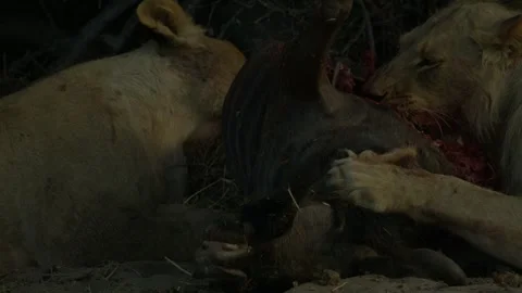 Wild Lions in Botswana Stock Footage 271727454