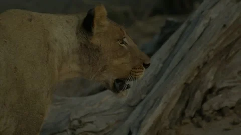 Wild Lions in Botswana 库存影片 271727657