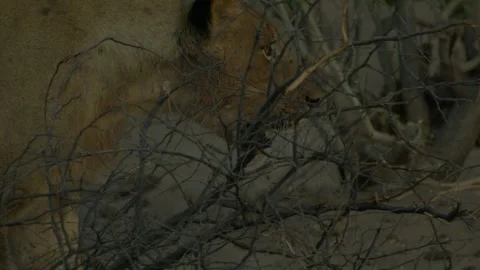 Wild Lions in Botswana Stock Footage 271727815