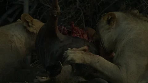 Wild Lions in Botswana Stock Footage 271727903