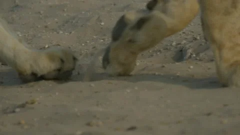 Wild Lions in Botswana Stock Footage 271727965
