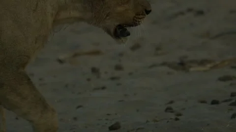Wild Lions in Botswana Stock Footage 271728079
