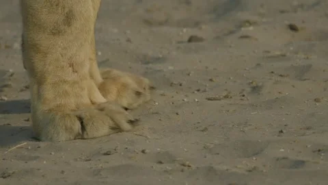 Wild Lions in Botswana Stock-Footage 271728168