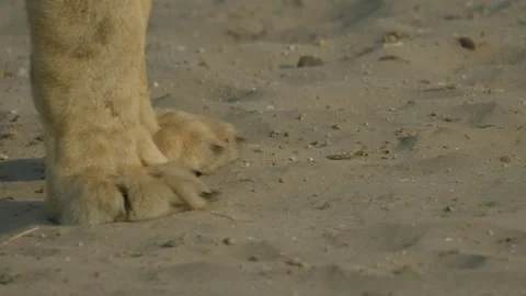 Wild Lions in Botswana Видео 271728342