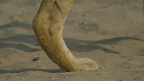 Wild Lions in Botswana Stock Footage 271728540