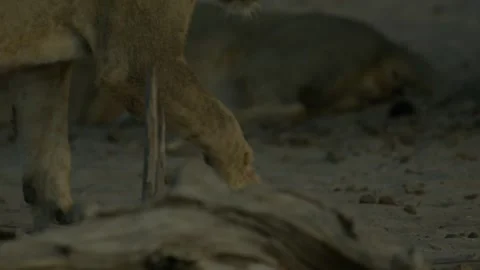 Wild Lions in Botswana Stock Footage 271728946
