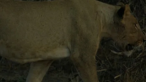 Wild Lions in Botswana Stock Footage 271729045