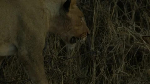 Wild Lions in Botswana Stock Footage 271729201