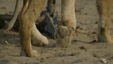 Wild Lions in Botswana Stock Footage 271729368