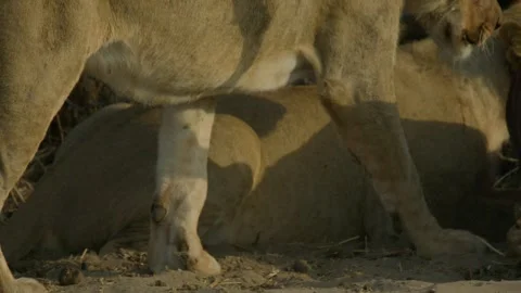 Wild Lions in Botswana Stock-Footage 271730415