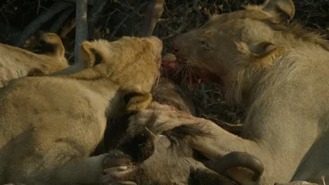 Wild Lions in Botswana Video stock 271730703