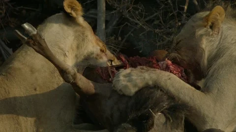 Wild Lions in Botswana Stock Footage 271730948