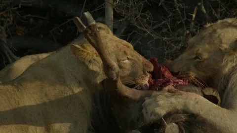 Wild Lions in Botswana Video stock 271731667