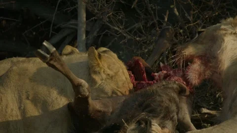 Wild Lions in Botswana Stock Footage 271732322