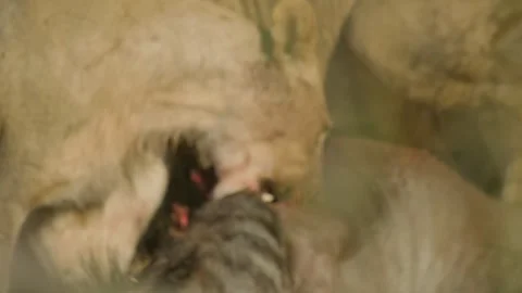 Wild Lions in Botswana Stock Footage 271732492