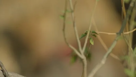 Wild Lions in Botswana Stock Footage 271732682
