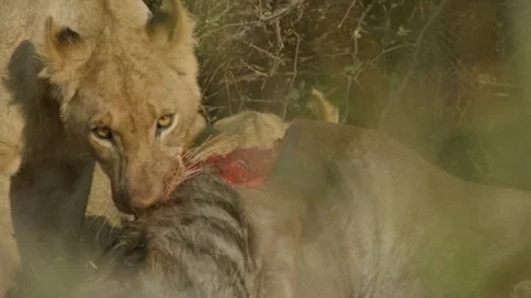 Wild Lions in Botswana Stock Footage 271732983