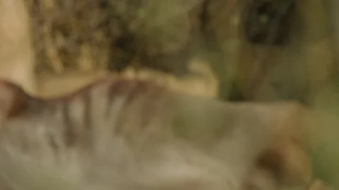 Wild Lions in Botswana Stock Footage 271733179