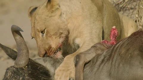 Wild Lions in Botswana Stock Footage 271733182