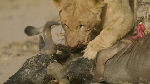 Wild Lions in Botswana Stock-Footage 271733423