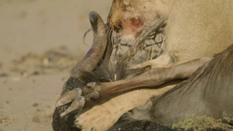 Wild Lions in Botswana 스톡 동영상 271734525
